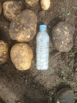 조전무 주) 참토님의 감자 · 자유게시판 작성글 사진