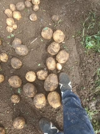 조전무 주) 참토님의 감자 · 자유게시판 작성글 사진