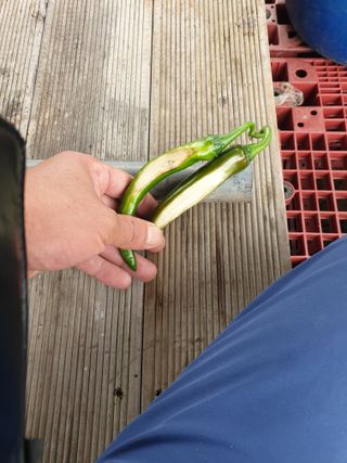 쪼짜님의 고추 · 병해충상담 작성글 사진