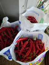 팜모닝 고추·영농일지 게시글 이미지