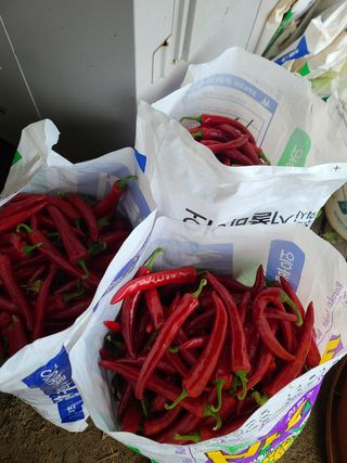 사랑천사님의 고추 · 영농일지 작성글 사진