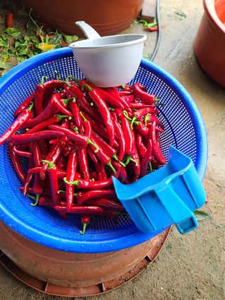 사랑천사님의 고추 · 영농일지 작성글 사진