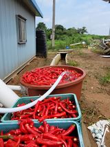 팜모닝 고추·영농일지 게시글 이미지