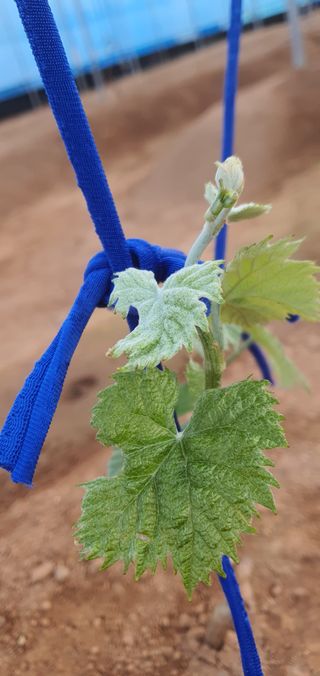 ♡ 예린농원 농장님의 포도 · 병해충상담 작성글 사진