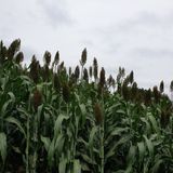 팜모닝 자유주제·자유게시판 게시글 이미지