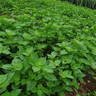 오명희 님의 자유주제 · 자유게시판 작성글 사진