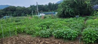 리윤구님의 8월 내 작물 자랑하기 · 참여글 작성글 사진