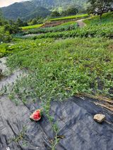 팜모닝 8월 내 작물 자랑하기·참여글 게시글 이미지