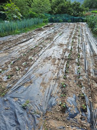 배영순님의 8월 내 작물 자랑하기 · 참여글 작성글 사진
