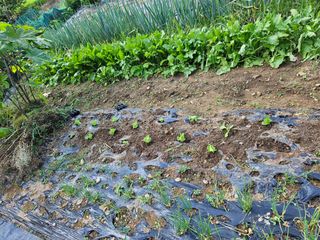 배영순님의 8월 내 작물 자랑하기 · 참여글 작성글 사진