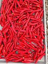 팜모닝 8월 내 작물 자랑하기·참여글 게시글 이미지