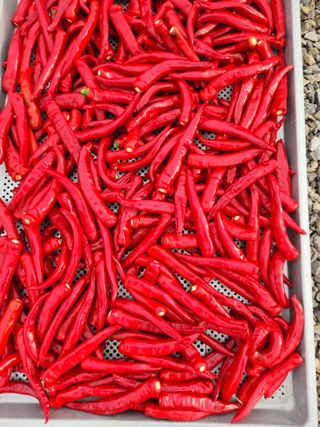 예지농장님의 8월 내 작물 자랑하기 · 참여글 작성글 사진