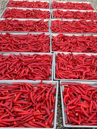 예지농장님의 8월 내 작물 자랑하기 · 참여글 작성글 사진