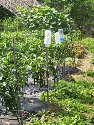 노근술님의 8월 내 작물 자랑하기 · 참여글 작성글 사진