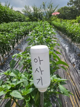 노근술님의 8월 내 작물 자랑하기 · 참여글 작성글 사진