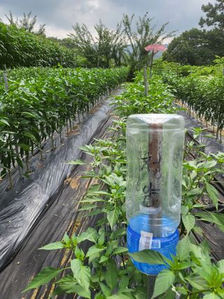 노근술님의 8월 내 작물 자랑하기 · 참여글 작성글 사진