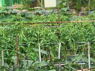 노근술님의 8월 내 작물 자랑하기 · 참여글 작성글 사진