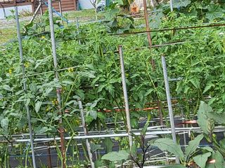 노근술님의 8월 내 작물 자랑하기 · 참여글 작성글 사진