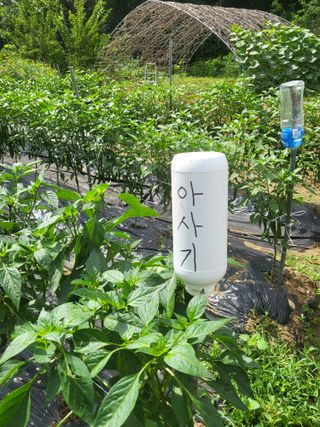 노근술님의 8월 내 작물 자랑하기 · 참여글 작성글 사진