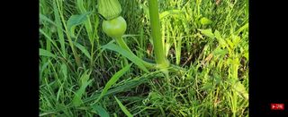 정명자님의 호박 · 자유게시판 작성글 사진