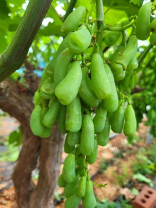 전나영님의 포도 · 병해충상담 작성글 사진