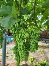 팜모닝 포도·병해충상담 게시글 이미지