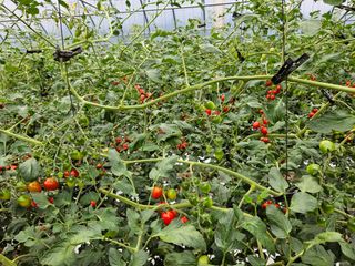 채경희님의 8월 내 작물 자랑하기 · 참여글 작성글 사진