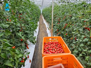 채경희님의 8월 내 작물 자랑하기 · 참여글 작성글 사진