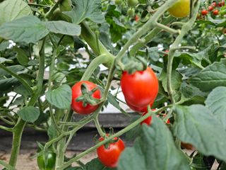 채경희님의 8월 내 작물 자랑하기 · 참여글 작성글 사진