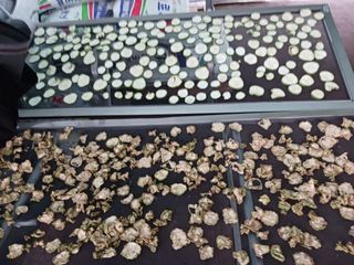 혁이네농원님의 8월 내 작물 자랑하기 · 참여글 작성글 사진