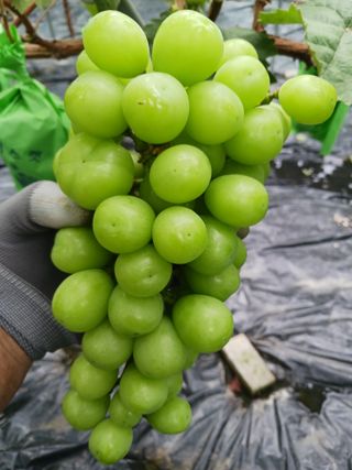 혁이네농원님의 8월 내 작물 자랑하기 · 참여글 작성글 사진