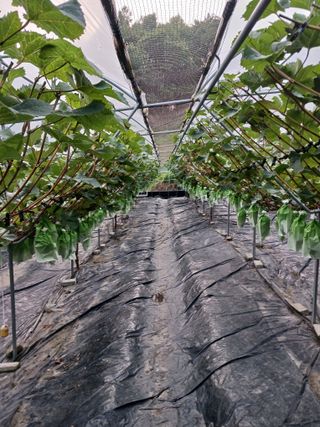 혁이네농원님의 8월 내 작물 자랑하기 · 참여글 작성글 사진