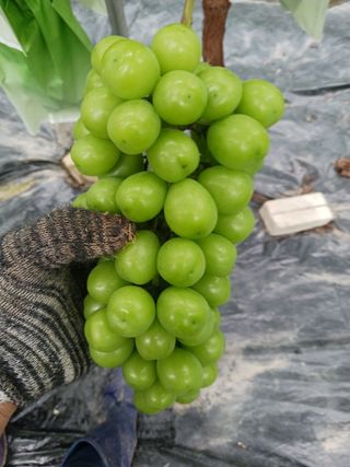 혁이네농원님의 8월 내 작물 자랑하기 · 참여글 작성글 사진