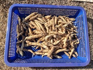 김사문님의 콩 · 병해충상담 작성글 사진