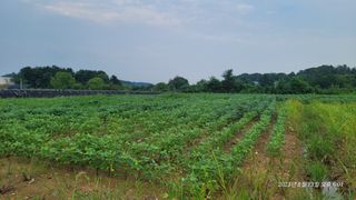 엄성열님의 콩 · 영농일지 작성글 사진