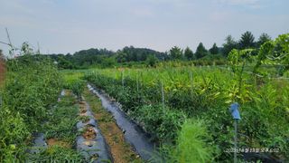 엄성열님의 콩 · 영농일지 작성글 사진