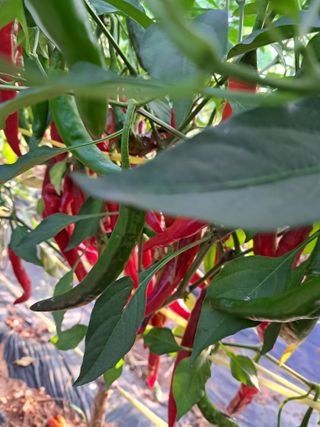 bpjh9173님의 8월 내 작물 자랑하기 · 참여글 작성글 사진