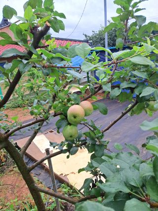 bpjh9173님의 8월 내 작물 자랑하기 · 참여글 작성글 사진