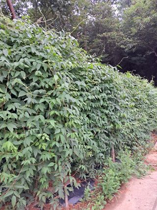 bpjh9173님의 8월 내 작물 자랑하기 · 참여글 작성글 사진