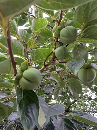 bpjh9173님의 8월 내 작물 자랑하기 · 참여글 작성글 사진