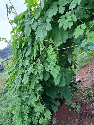 bpjh9173님의 8월 내 작물 자랑하기 · 참여글 작성글 사진