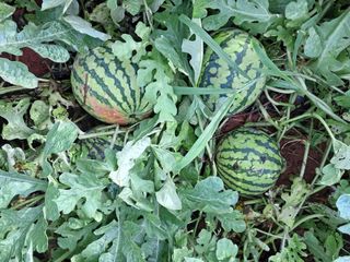 bpjh9173님의 8월 내 작물 자랑하기 · 참여글 작성글 사진