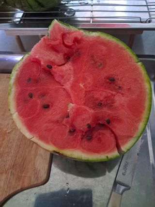 bpjh9173님의 8월 내 작물 자랑하기 · 참여글 작성글 사진