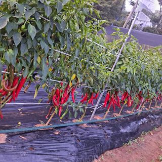 보리님의 8월 내 작물 자랑하기 · 참여글 작성글 사진