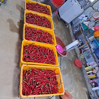 보리님의 8월 내 작물 자랑하기 · 참여글 작성글 사진