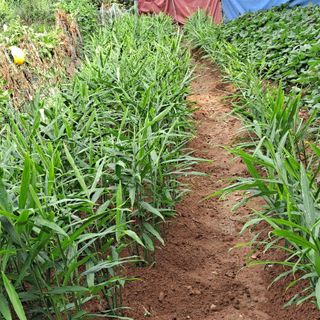 보리님의 8월 내 작물 자랑하기 · 참여글 작성글 사진