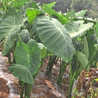 보리님의 8월 내 작물 자랑하기 · 참여글 작성글 사진