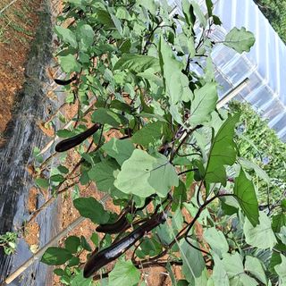 보리님의 8월 내 작물 자랑하기 · 참여글 작성글 사진