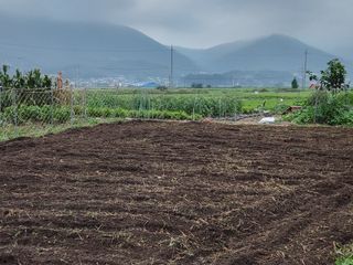 김영철님의 배추 · 영농일지 작성글 사진