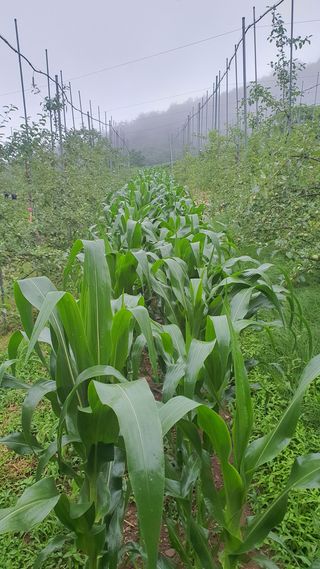 강혜원님의 옥수수 · 영농일지 작성글 사진